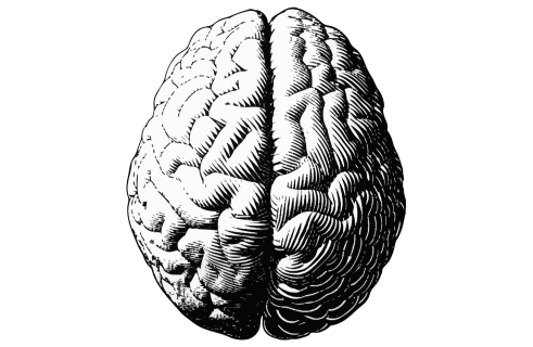 Как выглядит человеческий мозг возрастом 2600 лет?
