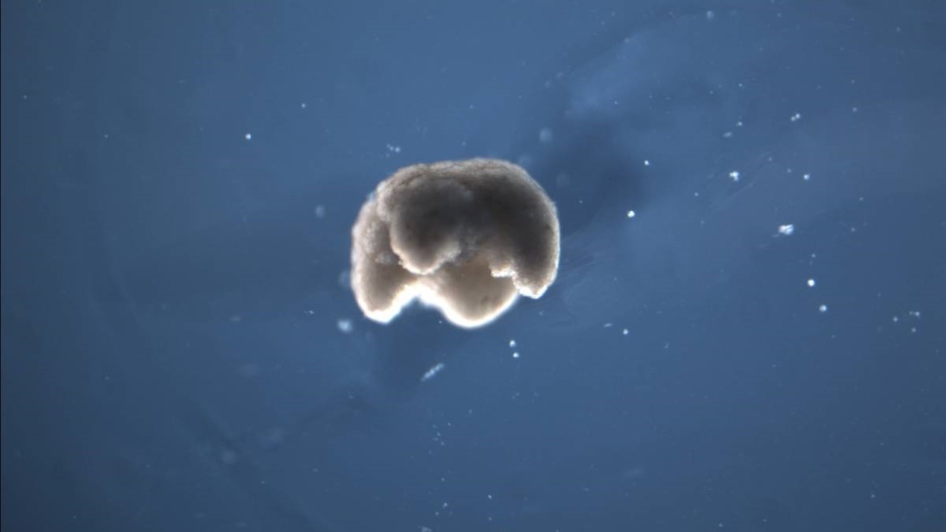 Xenobots pdf picture