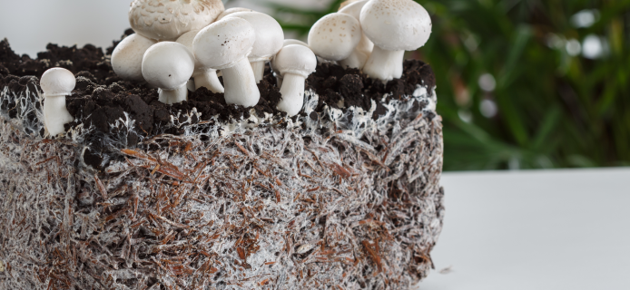 NASA is to build moon houses from mushrooms