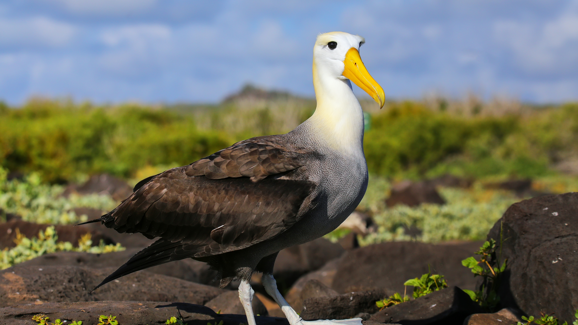 Albatrosses are being recruited to patrol the ocean - Hitecher