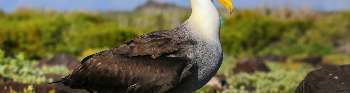 Albatrosses are being recruited to patrol the ocean
