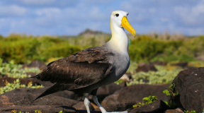 Albatrosses are being recruited to patrol the ocean