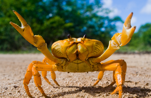 The Pacific Ocean is destroying crabs’ shells
