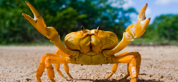 The Pacific Ocean is destroying crabs’ shells