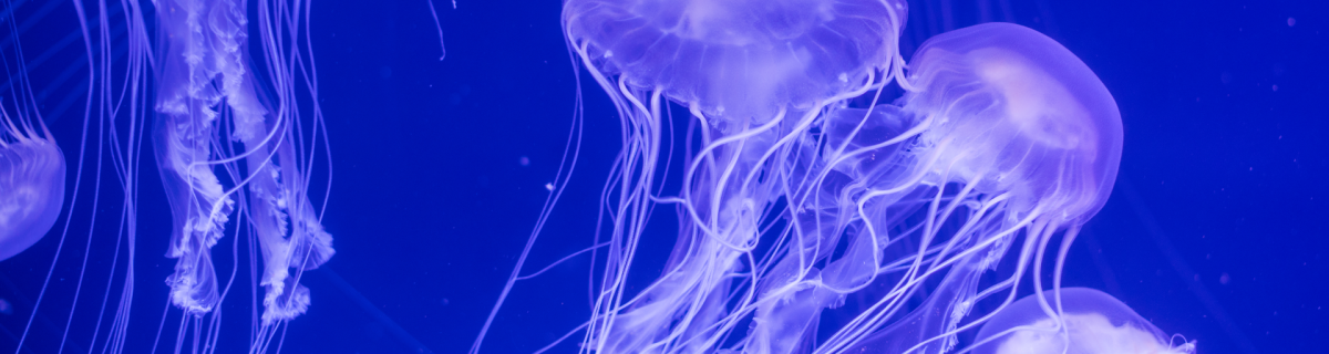 Jellyfish will be used to study the world’s oceans 
