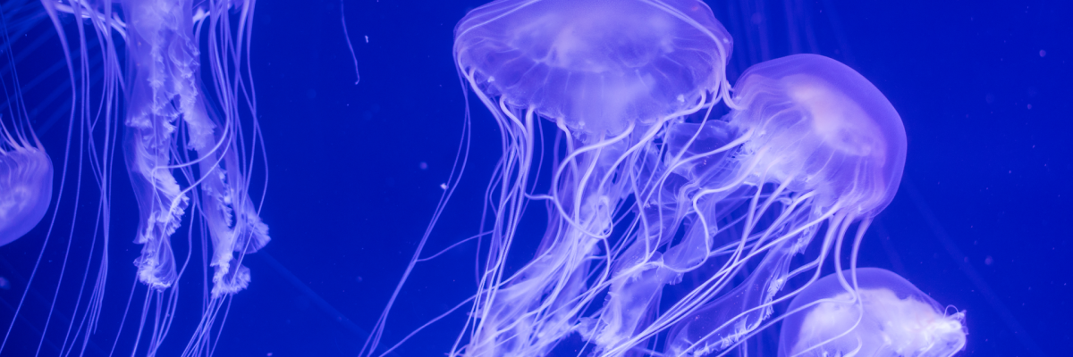 Медузы могут помочь в изучении Мирового океана