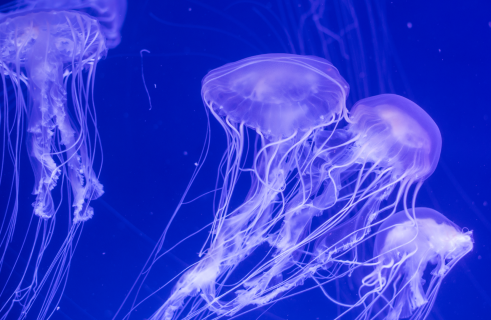 Медузы могут помочь в изучении Мирового океана