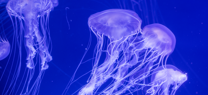 Jellyfish will be used to study the world’s oceans 