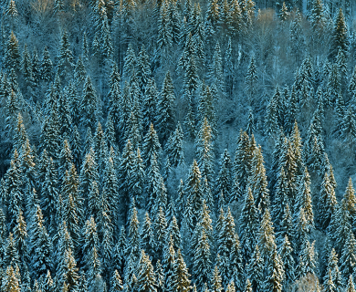 Plans to restore forests by cloning trees proposed in Russia 