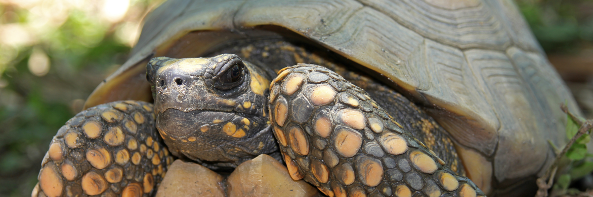 Ученые обнаружили гигантский панцирь доисторической черепахи