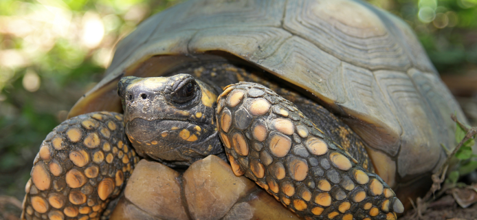 Scientists discover the giant shell of a prehistoric tortoise