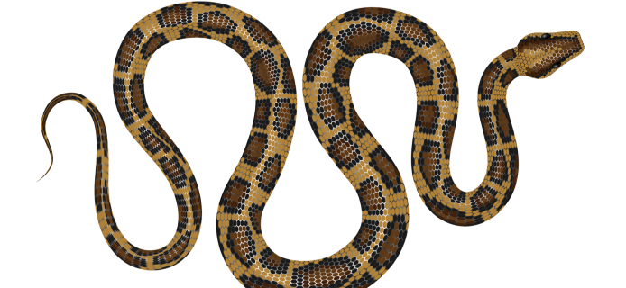 A snake robot can overcome obstacles 38% height of its body length