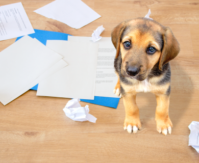 Carrots will suffice: scientists have named the best method of dog training