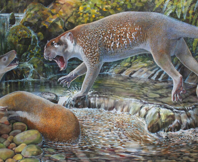 The remains of an ancient dwarf lion were discovered in Australia
