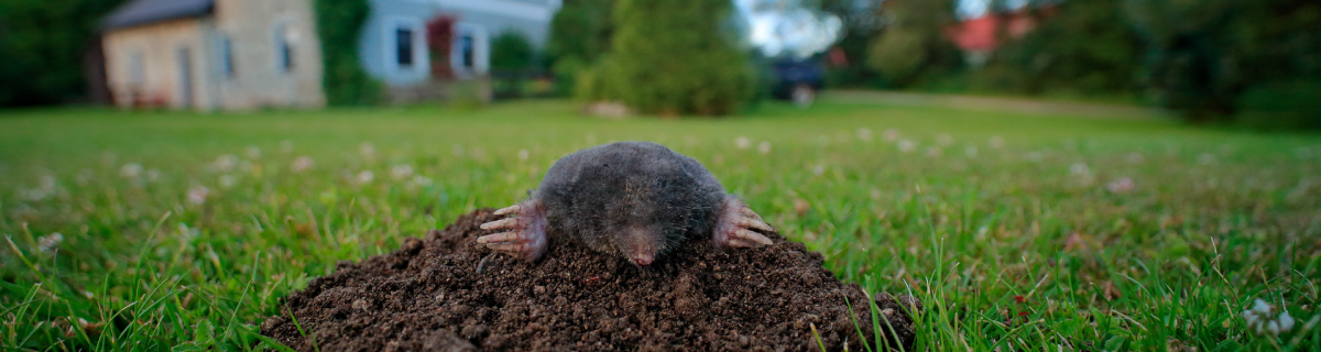 Korean scientists develop an unusual mole-inspired robot