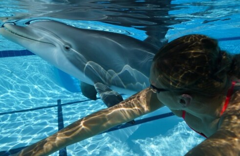 Edge Innovations have created an animatronic robot dolphin