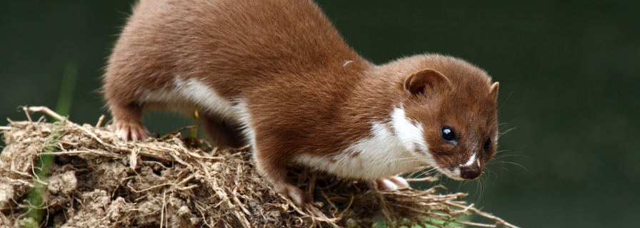 In the USA, an extinct ferret has just recently been cloned