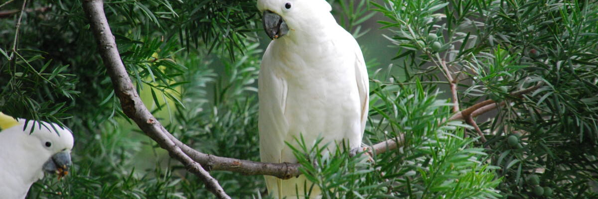 A cockatoo's high intelligence has gained some unusual validation