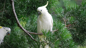 A cockatoo's high intelligence has gained some unusual validation
