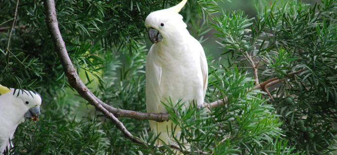 A cockatoo's high intelligence has gained some unusual validation