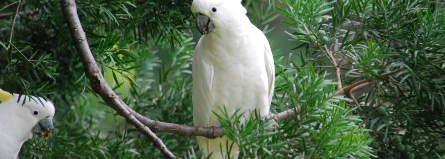 Высокий интеллект какаду нашел необычное подтверждение