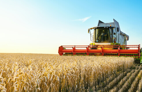 Biologists discover how to increase crop yields by fifty per cent