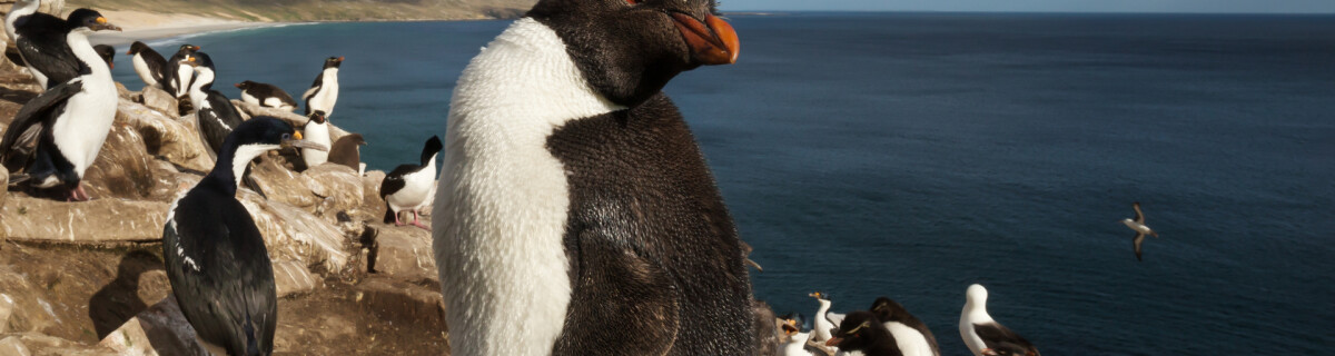 Emperor Penguins are threatened with extinction