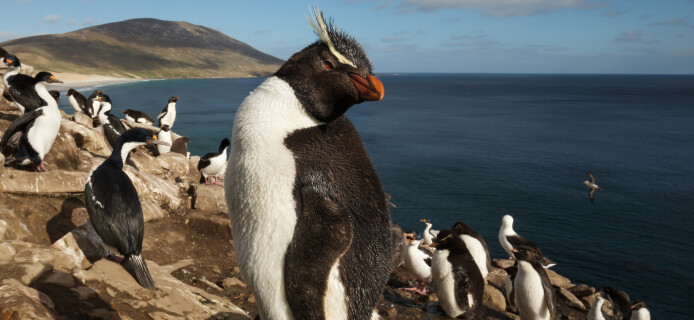 Императорские пингвины под угрозой исчезновения