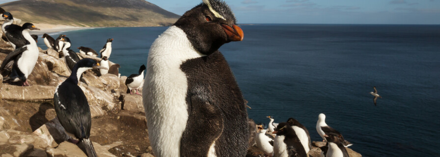 Emperor Penguins are threatened with extinction