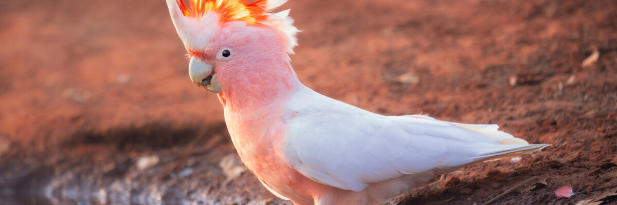 Scientists discover further evidence of the intelligence of cockatoo's  