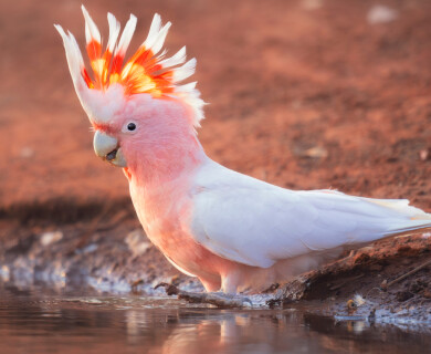 Scientists discover further evidence of the intelligence of cockatoo's  