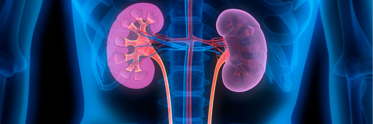 Californian scientists test a unique artificial kidney