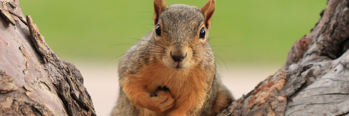Squirrels can help with developing combat robots