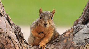Squirrels can help with developing combat robots