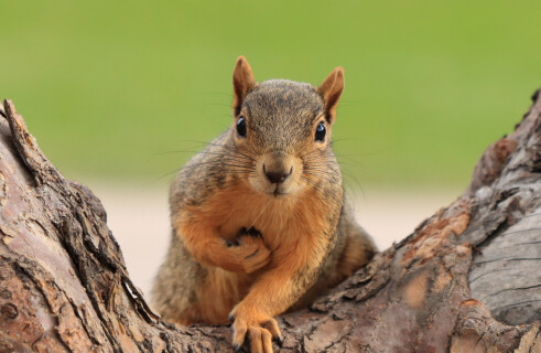 Squirrels can help with developing combat robots