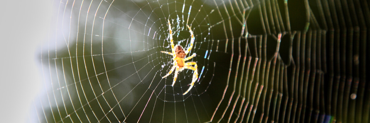 Scientists discover what spider music sounds like