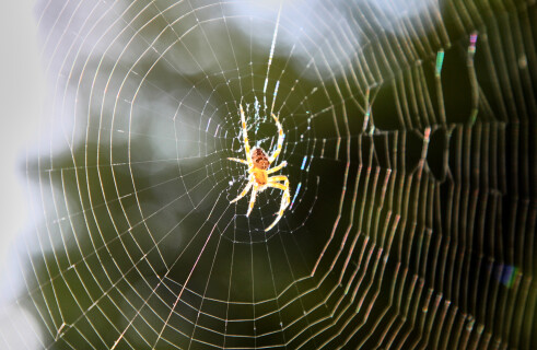 Scientists discover what spider music sounds like