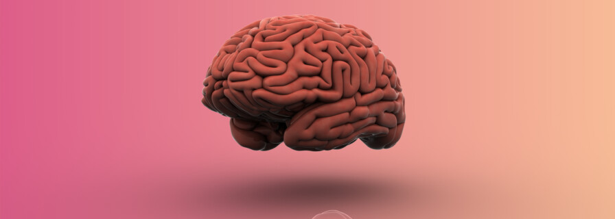 Alcohol causes a decrease in brain volume