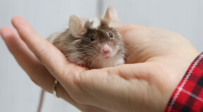 Иглистые мыши могут восстанавливать поврежденный спинной мозг