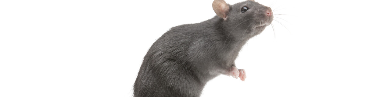 A robot rat that can find people trapped under rubble