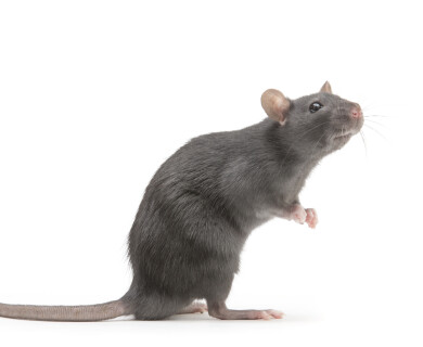 A robot rat that can find people trapped under rubble
