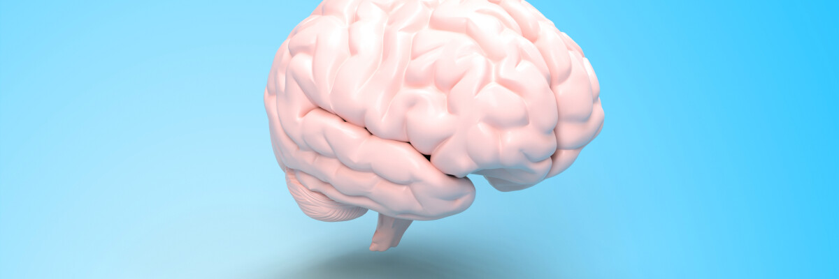 The brain can reduce memory within hours
