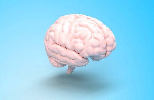 The brain can reduce memory within hours