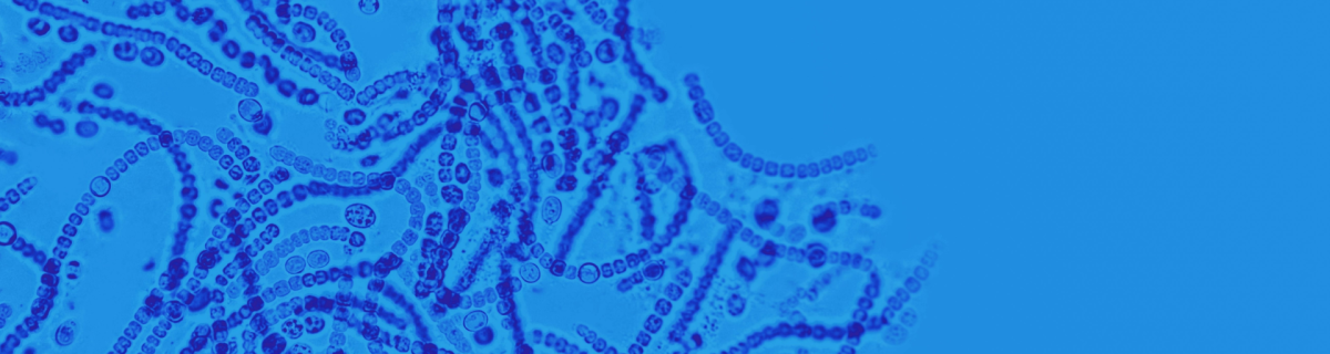 Pharmacist bacterium: scientists have created a microorganism that converts plastic into medicine