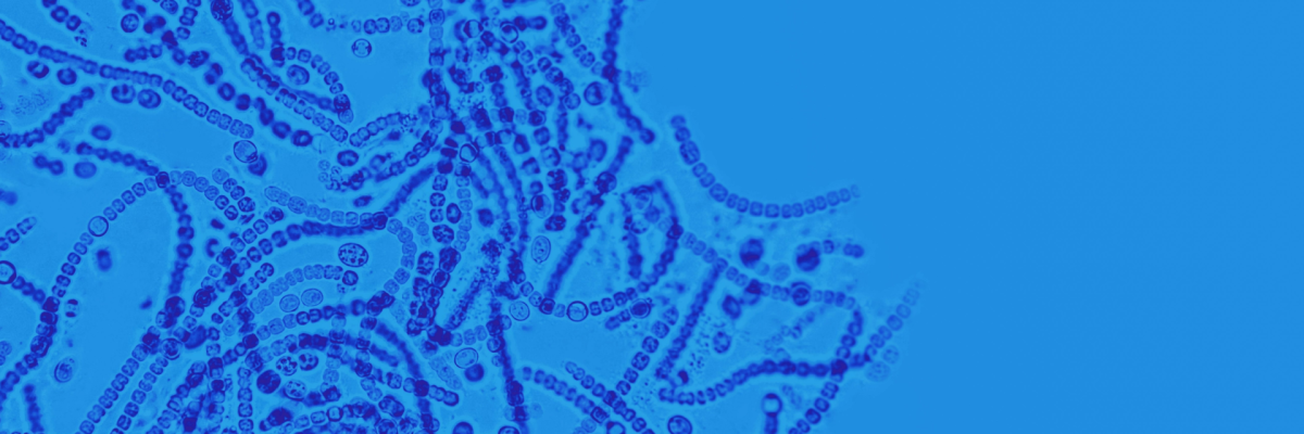 Pharmacist bacterium: scientists have created a microorganism that converts plastic into medicine