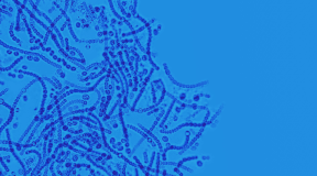 Pharmacist bacterium: scientists have created a microorganism that converts plastic into medicine