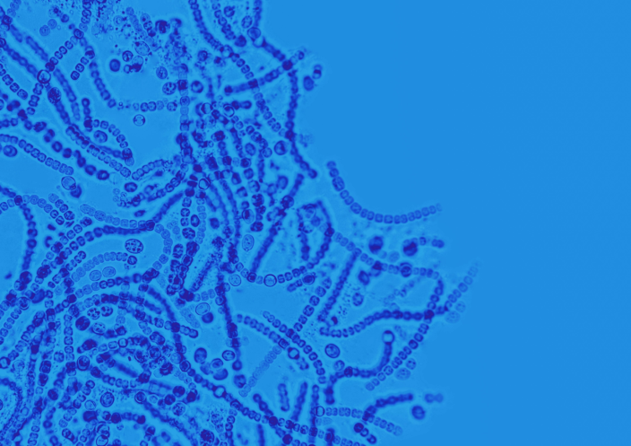 Pharmacist bacterium: scientists have created a microorganism that converts plastic into medicine