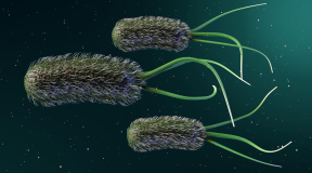 Bacteria Can Be Useful Too
