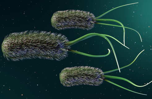 Bacteria Can Be Useful Too