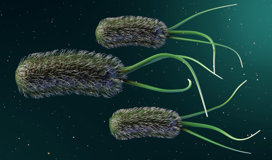 Bacteria Can Be Useful Too